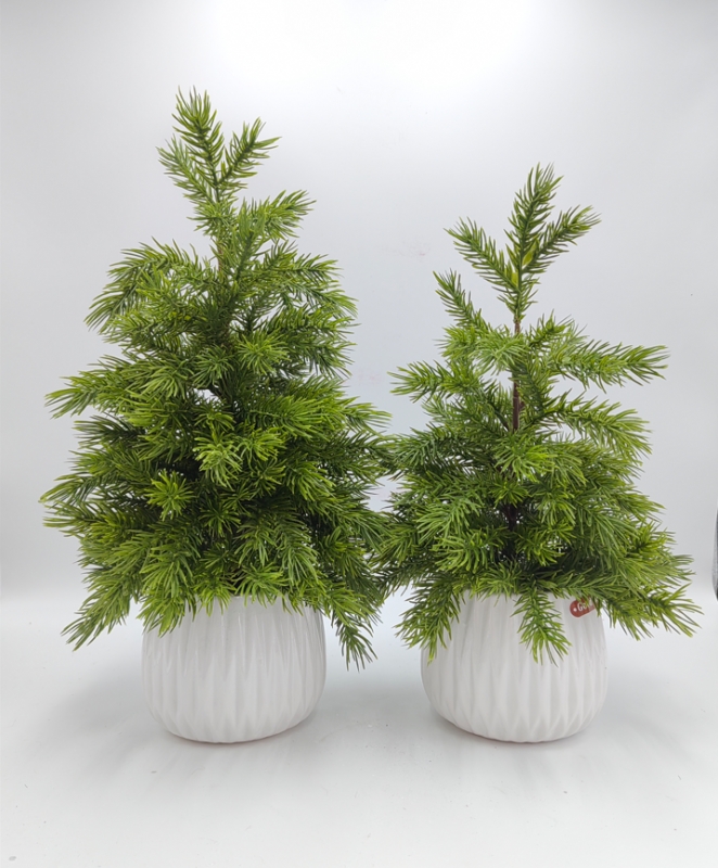 Set‑of‑2 Lush Artificial Norfolk Pine in Ribbed White Pots